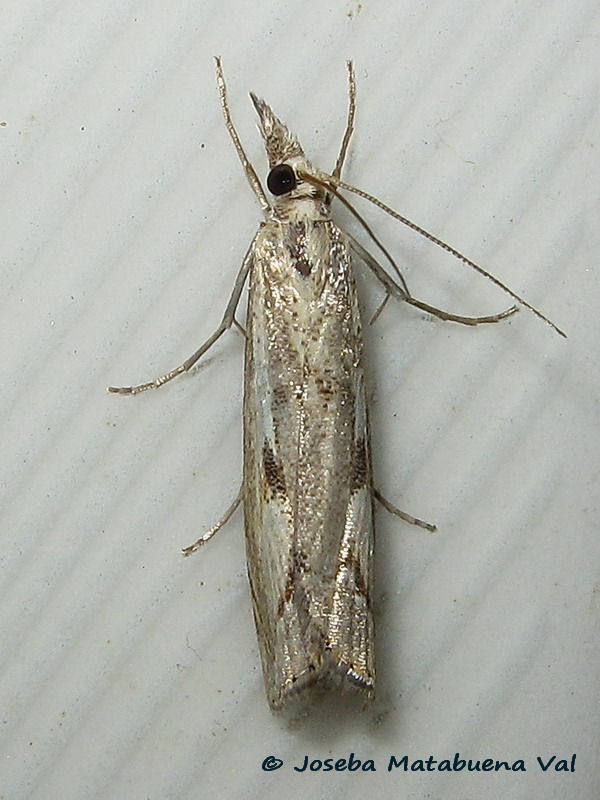Agriphila geniculea - Crambidae ?